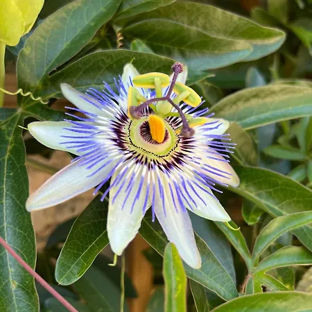 Les Vieilles Tours Отель Рокамадур